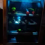 Viadowinagardens * ברטיסלאבה